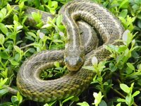 100_1116.jpg 100_1116.jpg