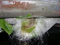 rockerpanelsupportrepair_zpsc4fe2aa3.jpg rockerpanelsupportrepair_zpsc4fe2aa3.jpg