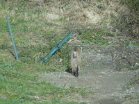 Bobcat-Apr15-2024-A.JPG
