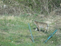 Bobcat-Apr15-2024-B.JPG