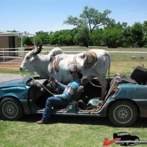 pontiacbull.jpg