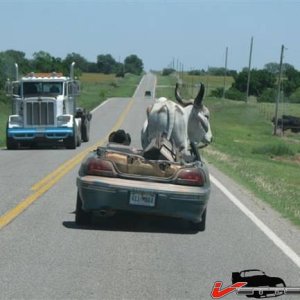 pontiacbull2.jpg